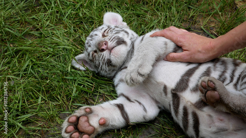 Photography A woman's hand strokes and caresses a small white Bengal tiger cub