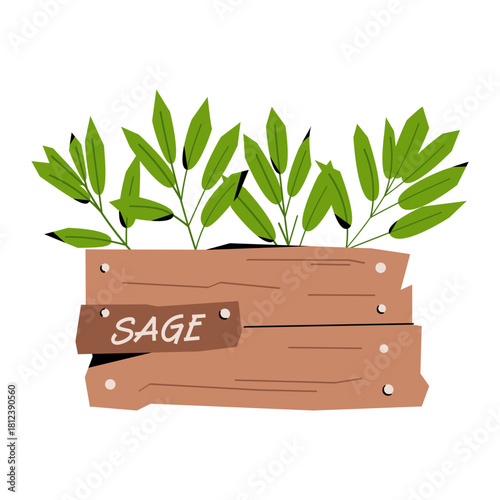 Vector illustration of fresh sage seedlings growing in a rustic wooden box. Ideal for gardening themes, organic products, herb packaging, kitchen design, food branding, and botanical concepts