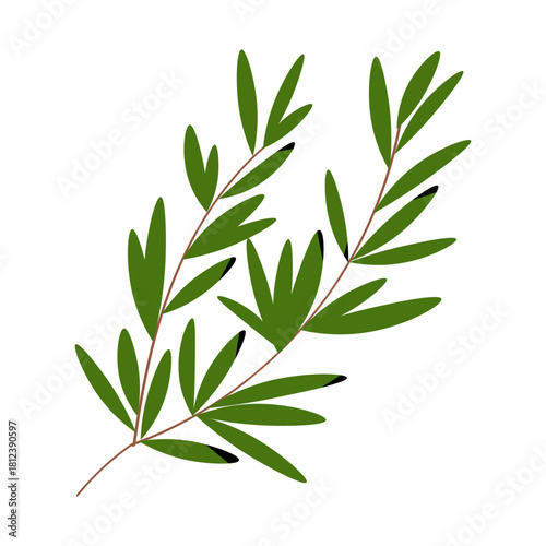 A clean vector illustration of fresh rosemary sprigs with simple leaves and organic shapes. Minimal modern herb design ideal for gardening themes, cooking projects and natural product branding