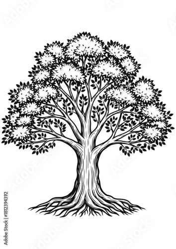 Detailed black and white engraving illustration of a large, mature oak tree with a thick trunk and extensive root system, isolated on