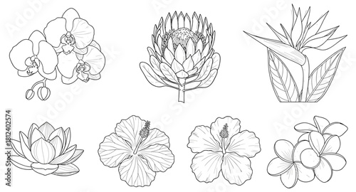 Tropical and exotic flowers line art, black and white botanical illustration, orchid, lotus, hibiscus, plumeria, coloring page