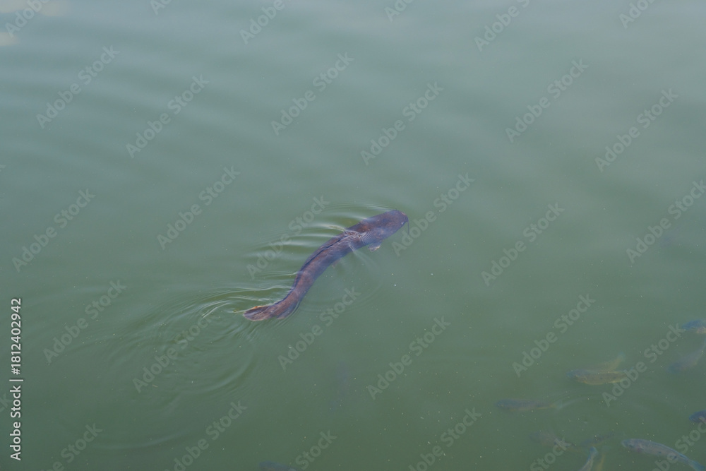 Obraz premium Catfish swimming near the surface of a pond with visible ripples in calm water, showcasing freshwater aquatic life and natural ecosystem in India