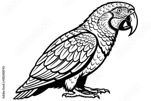 Detailed black and white line art illustration of a macaw parrot standing