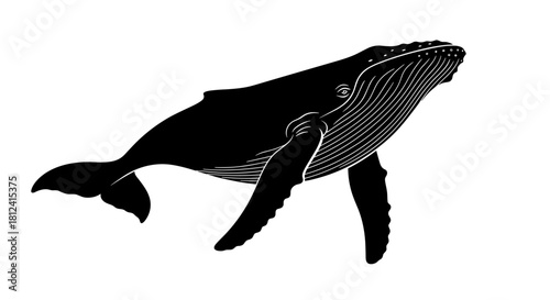 Black silhouette of a humpback whale swimming gracefully with its fluke visible.