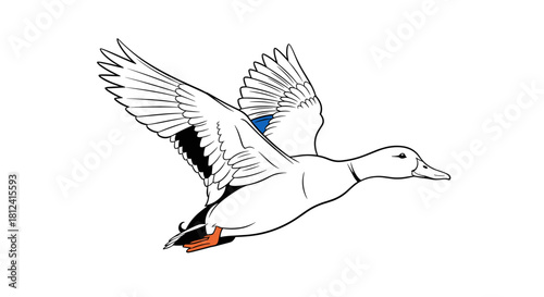 A line drawing illustration of a mallard duck in flight with its wings outstretched.