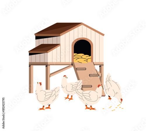 Hens are feeding near house. Chickens peck grain, kernels at ranch. Farm animals, domestic bird, poultry is eating near coop, roost at farmland. Flat isolated vector illustration on white background