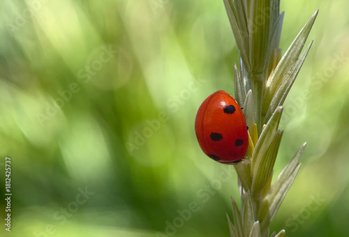 Close-up macro shot of a red ladybug crawling along a green plant stem against a soft, blurred green background with warm sunlight and gentle bokeh.