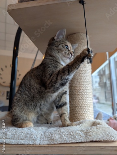 Playful cat reaching for a hanging toy on a cat tree in a cat café. Energetic indoor pet behavior.