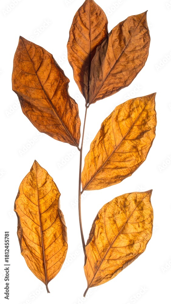 Obraz premium Close-up of dried, autumnal leaves, on a bare stem, against white