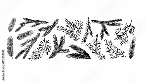 Botanical Forest Detailed Illustration of Pine Branches and Foliage