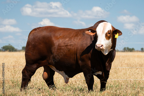 Quadro su tela toro braford de pie en pradera bajo cielo azul