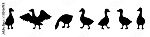 Black geese silhouettes in flapping, walking, and pecking poses. Clean cartoon vector set