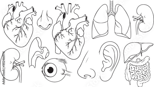 Collection of Black and White Illustrations of Human Organs and Body Parts
