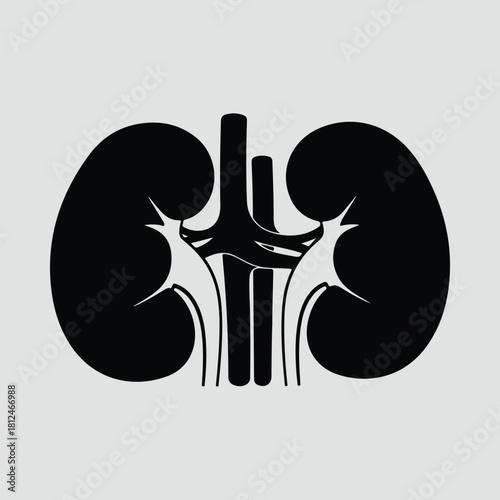 Silhouette kidneys anatomy urology health medical healthcare system vector illustration