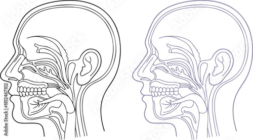 Anatomical Illustration of Human Head and Neck Passages in Profile