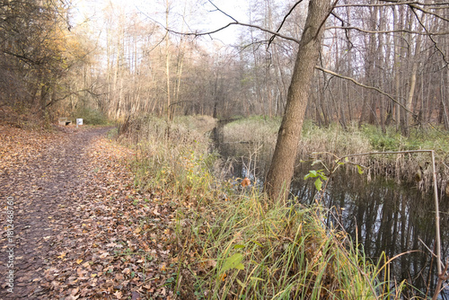 Cybina River Valley, a protected area with lush vegetation and hills, with an autumn view covered with fallen leaves