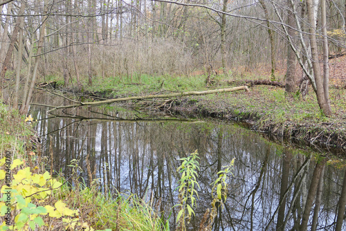 Cybina River Valley, a protected area with lush vegetation and hills, with an autumn view covered with fallen leaves