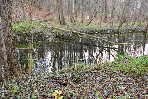 Cybina River Valley, a protected area with lush vegetation and hills, with an autumn view covered with fallen leaves