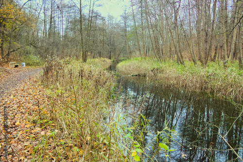 Cybina River Valley, a protected area with lush vegetation and hills, with an autumn view covered with fallen leaves