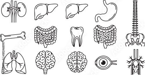 Collection of Human Organ Icons: Kidneys, Liver, Stomach, Spine, Bone, Intestines, Tooth, Lungs, Brain, Eye