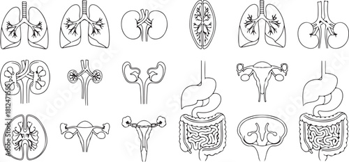 Collection of Line Art Illustrations of Human Internal Organs