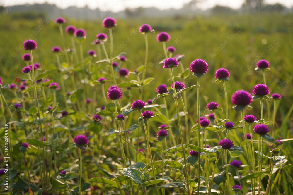 Naklejka premium Field of pink globe amaranth flowers blooming in green meadow at sunrise