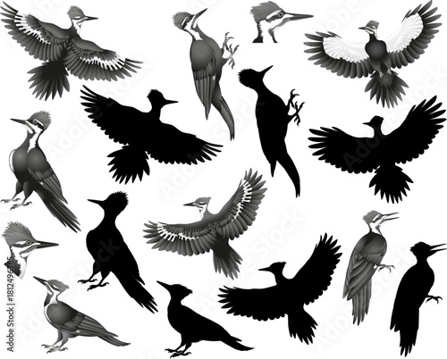 Pileated woodpecker silhouette and black-white