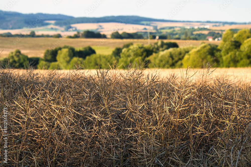Fototapeta premium Rapeseed pods in a field