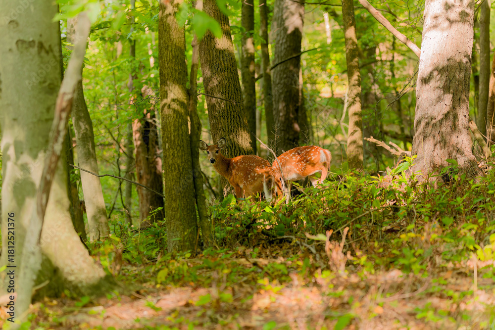 Fototapeta premium Deer. The white-tailed deer also known as the whitetail or Virginia deer . White taild deer is the wildlife symbol of Wisconsin and game animal of Oklahoma.