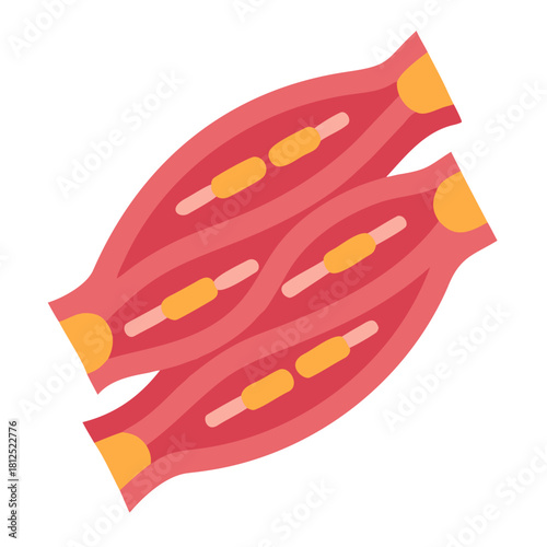 Illustration of muscle fibers showing muscle structure and contraction process in detail