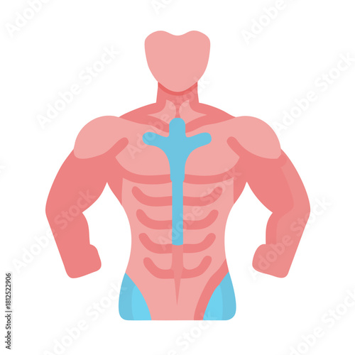 Stylized flat vector illustration of human muscular system against black background.