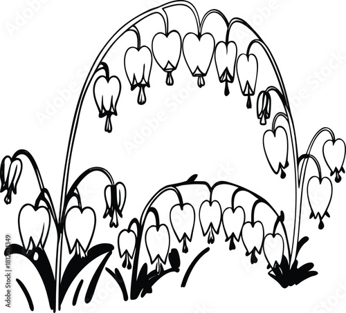 Black and white sketch of bleeding heart flowers