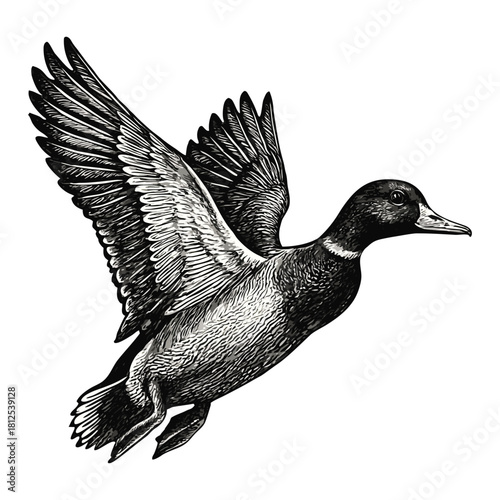 Realistic Flying Duck Illustration with Detailed Feathers and Dynamic Wing Motion