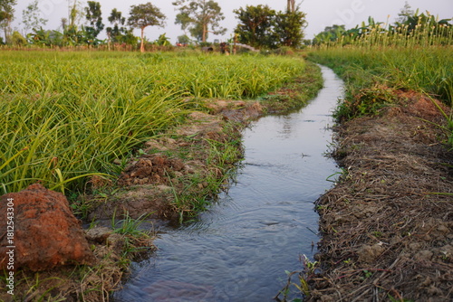 фотографія Lush Agricultural Field with Flowing Irrigation Canal