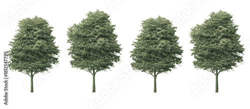 Four mature deciduous trees vector image with vibrant green foliage isolated on a clean background