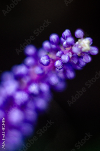 Purple lilac flowers on a black background
