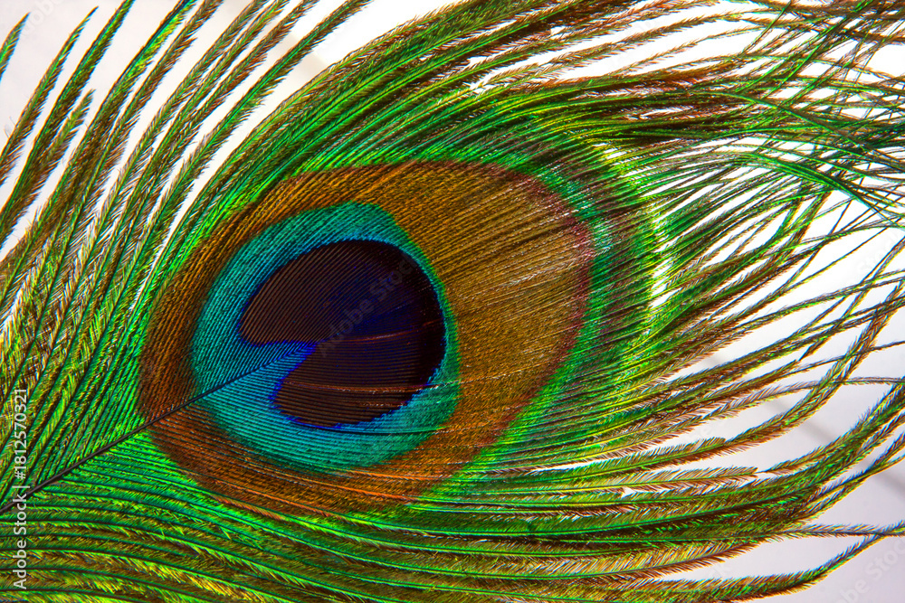 Obraz premium Detailed close-up showcasing the vibrant colors and intricate patterns of a peacock feather. A stunning display of nature's artistry.