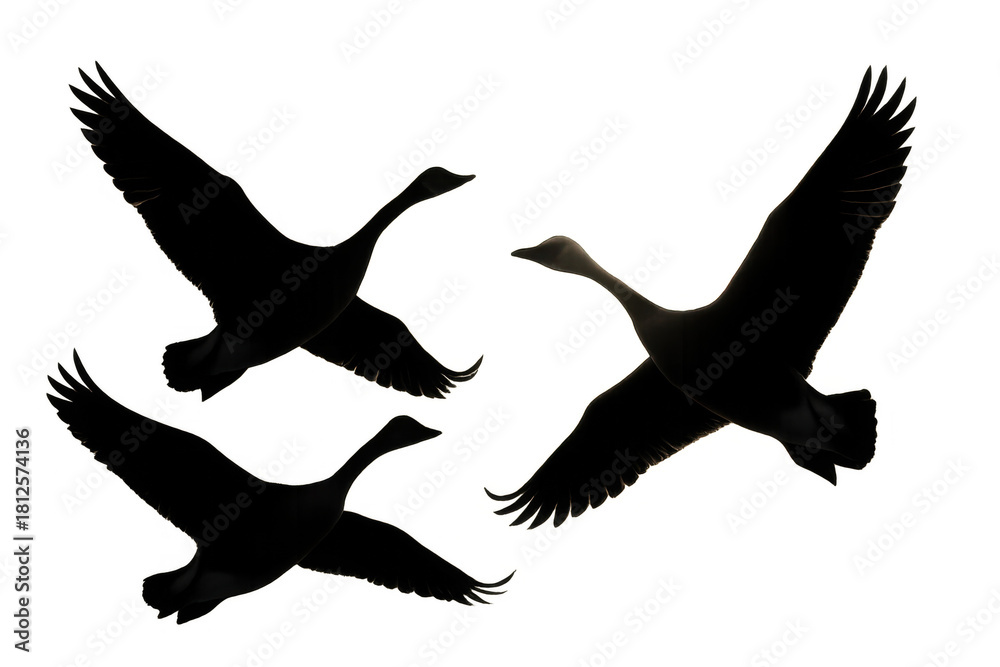 Fototapeta premium Three flying swans silhouetted against a transparent background, representing freedom, journey, and migration