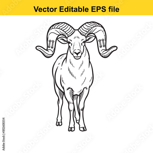 Black and white drawing of a bighorn ram head and body isolated
