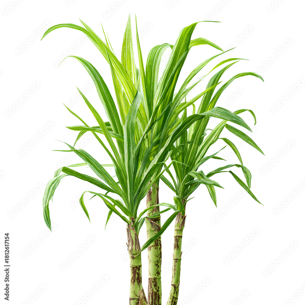 Fototapeta premium Fresh Green Sugarcane Plant Isolated