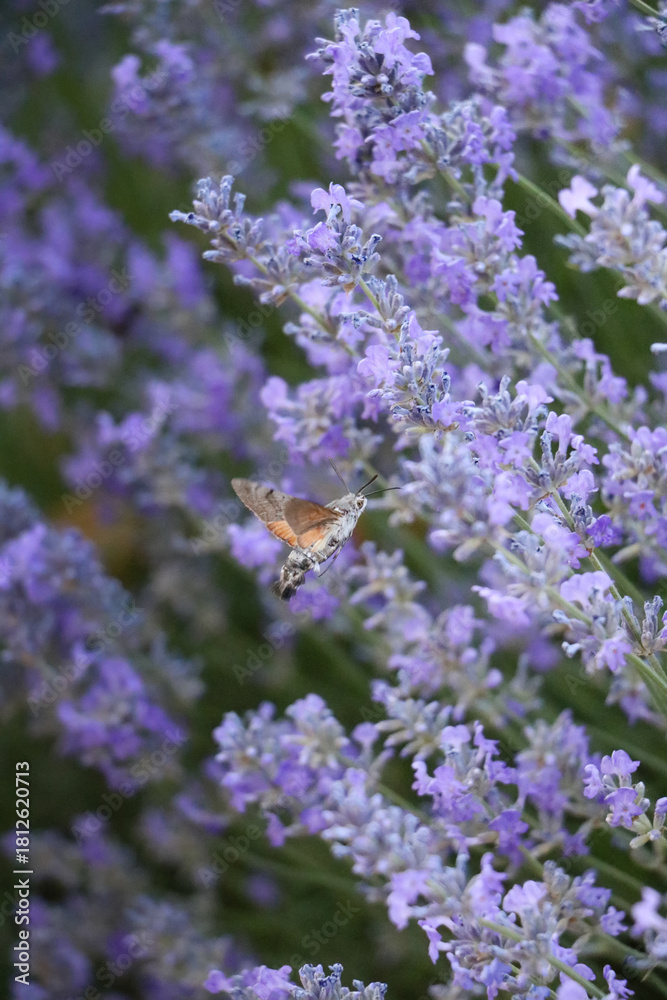 Obraz premium Delicate Lavender Blooms with Hovering Hummingbird Moth in Serene Garden Scene