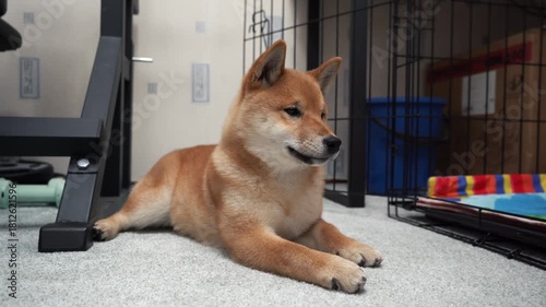 Adorable shiba inu puppy relaxing indoors on carpet near dog crate