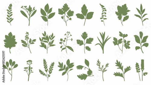 Collection of various green leafy plants and herbs isolated on