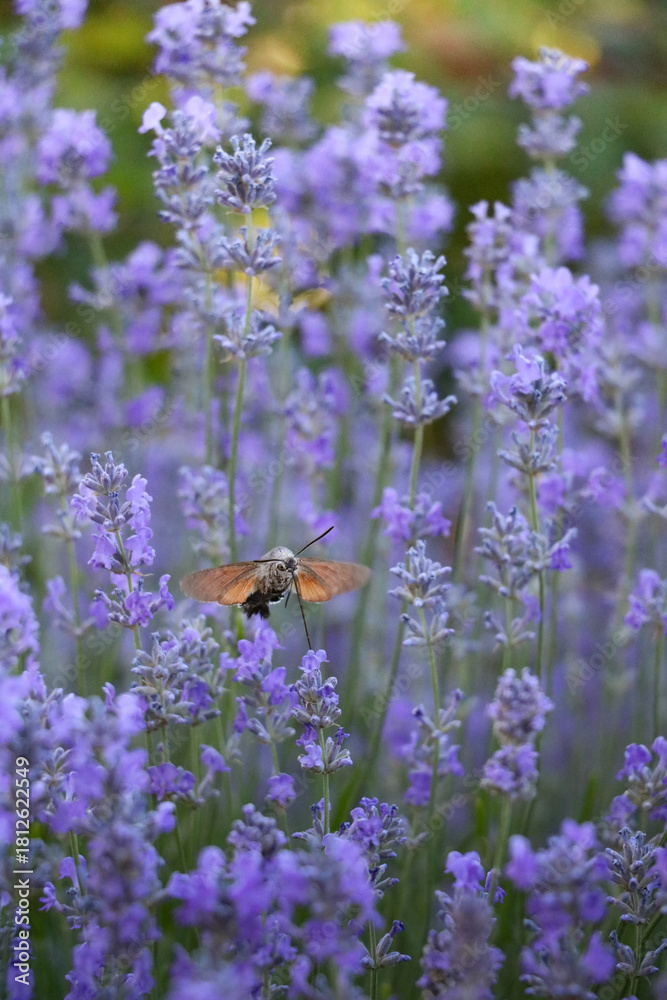 Naklejka premium Hummingbird Hawk Moth Hovering Over Lavender Field in Full Bloom on a Sunny Day