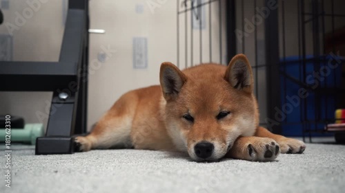 Shiba inu relaxing indoors on carpet with cage in background