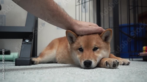 Shiba inu relaxing indoors with human hand petting gently