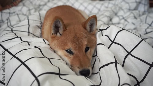 Shiba inu resting comfortably on checkered blanket