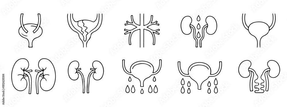 Fototapeta premium Explore human urinary system anatomy and function with detailed organ illustrations now