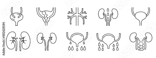 Explore human urinary system anatomy and function with detailed organ illustrations now