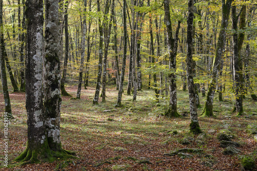 Beech trees and beech forest in autumn backlit